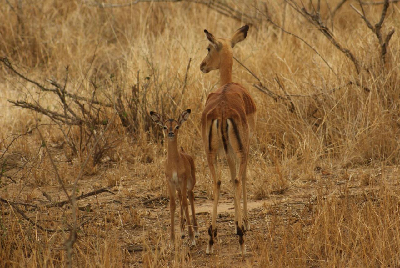 Mountain View Safari Lodge هويدزبروت المظهر الخارجي الصورة