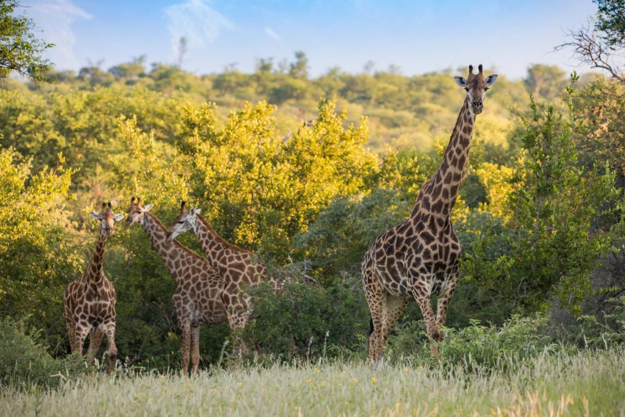 Mountain View Safari Lodge هويدزبروت المظهر الخارجي الصورة